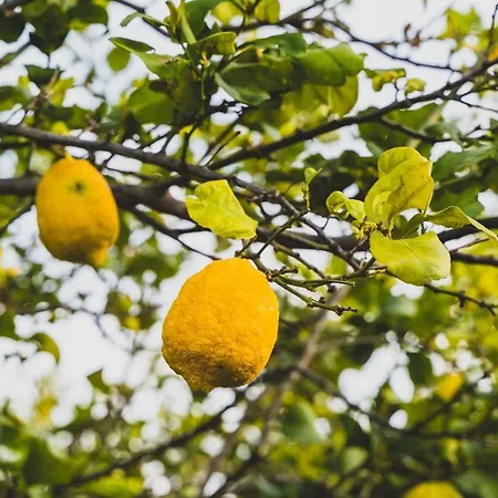 Il Limoneto