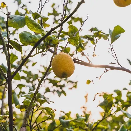 Bed & Breakfast Il Limoneto *