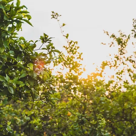 Bed & Breakfast Il Limoneto 4*