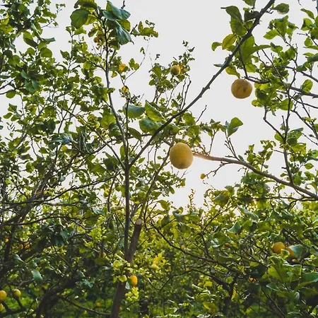 Il Limoneto Terme Vigliatore